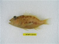 藏品(黃吻棘花鱸)的圖片